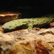 Illustration for article titled The race is on to save the Ozark Hellbender, the world's most awesomely-named animal